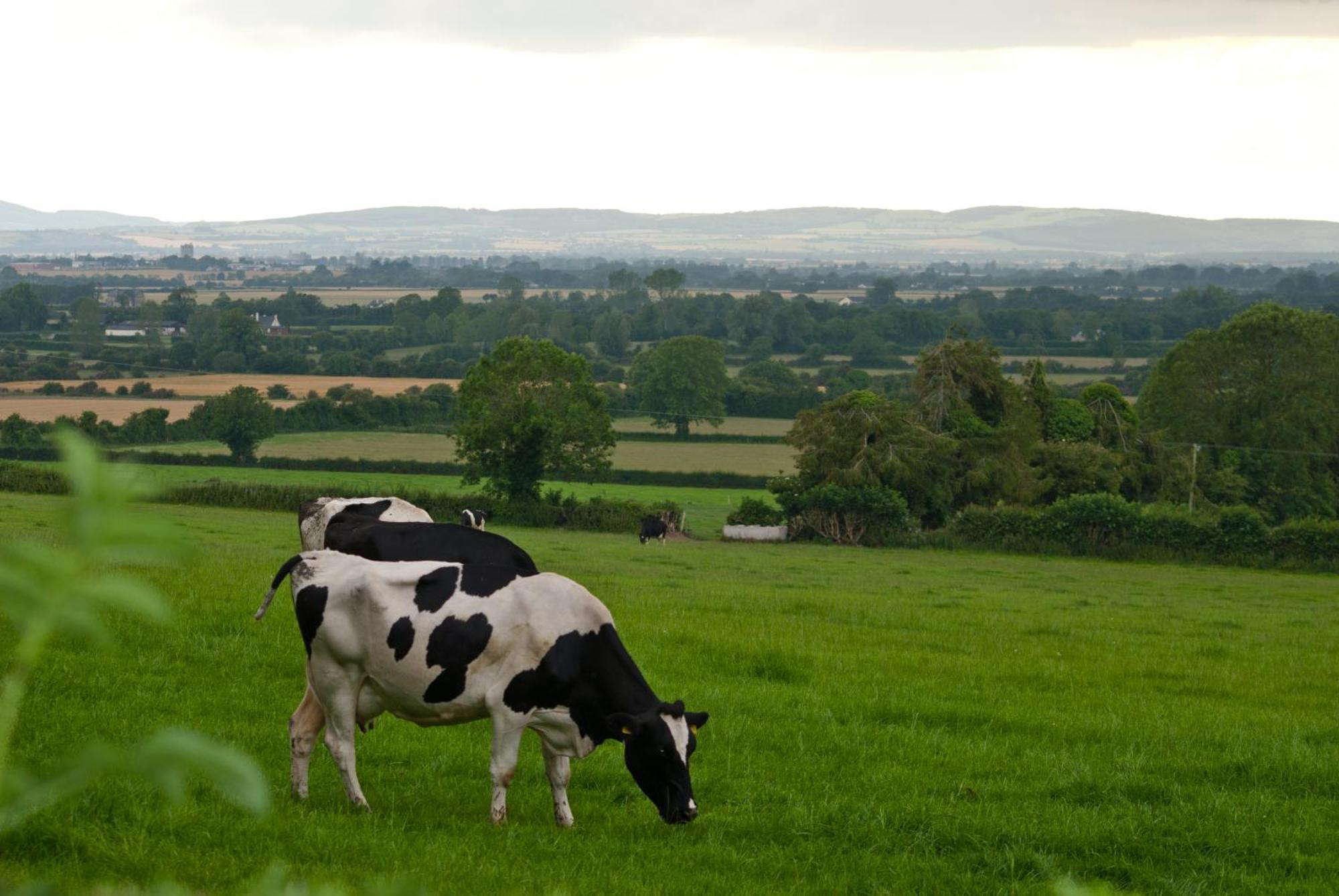 Ballindrum Farm B&B Athy Kültér fotó